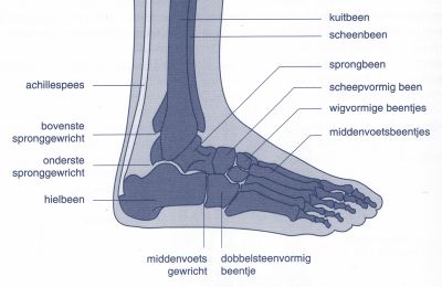 [anatomie plaatje voet]